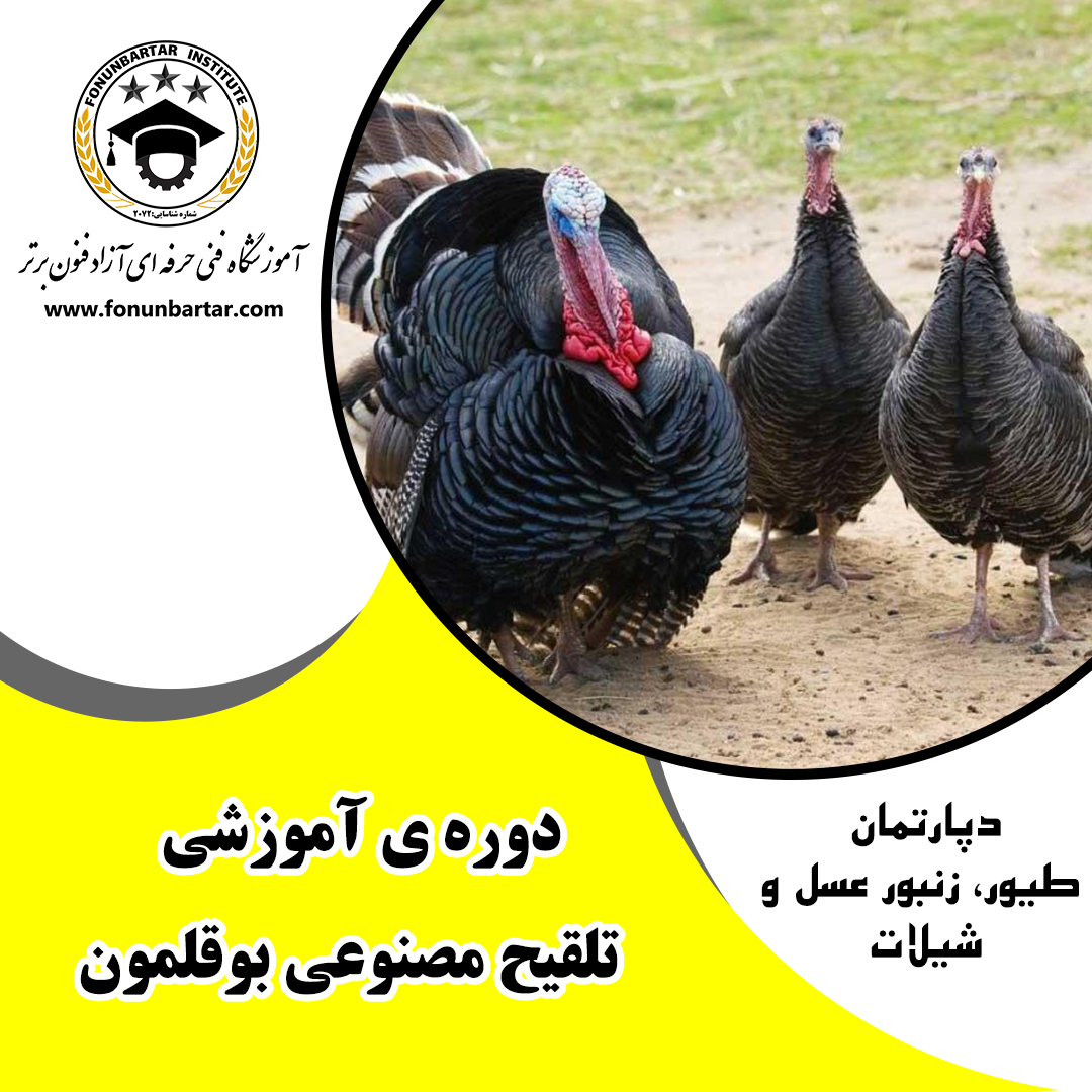 تلقیح مصنوعی در بوقلمون + Artificial insemination in turkeys