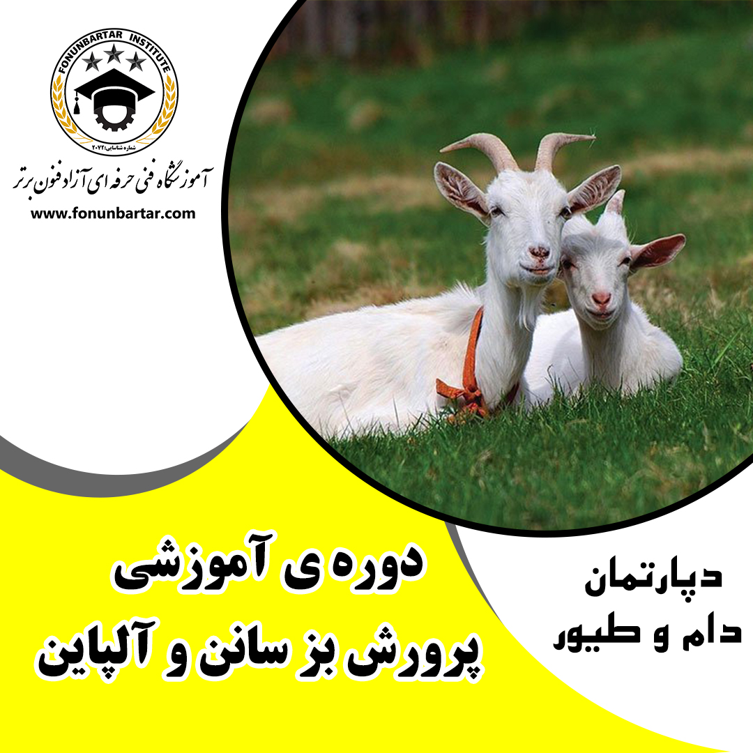 پرورش بز سانن و آلپاین + Breeding Sannen and Alpine goats